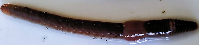 IMG_20250708_100626580~2_edited_edited_e