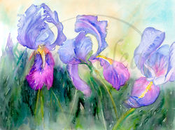 Les Iris