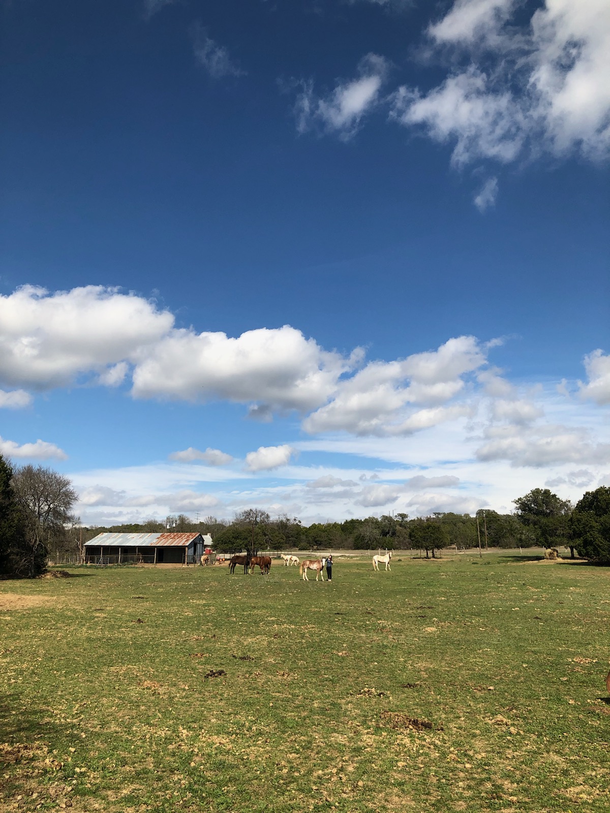 Eleftheria Equine Therapy Center Restorative Hope Sanctuary