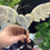 Thumbnail: CREAM MOONSTONE HEART WINGS