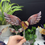 Thumbnail: MOOKAITE HEART WINGS
