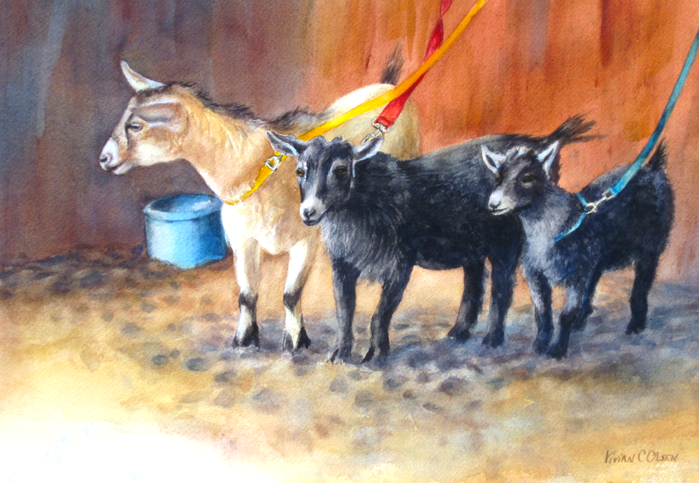 Pygmy Goats at the Competition