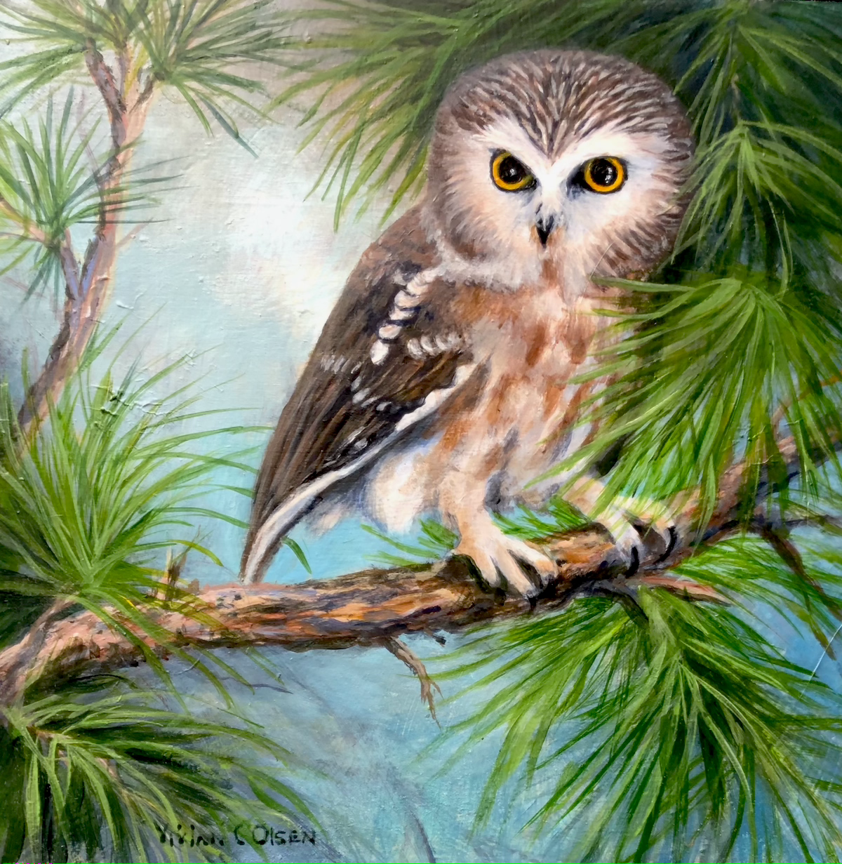 'ROCKY' Saw-Whet Owl