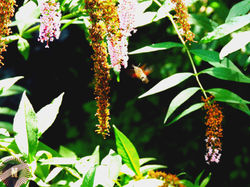Quickly%20Butterfly%202_edited