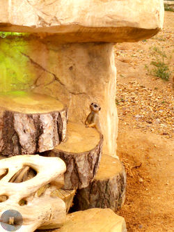 Suricate Beauval
