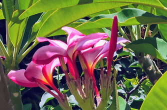 Spring Blooms