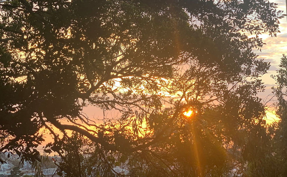 A heart shape, made by the sun can be seen trough tree branches.