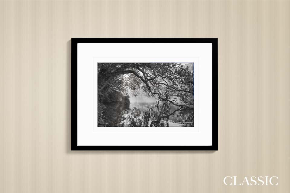 Thumbnail: Dancing Trees