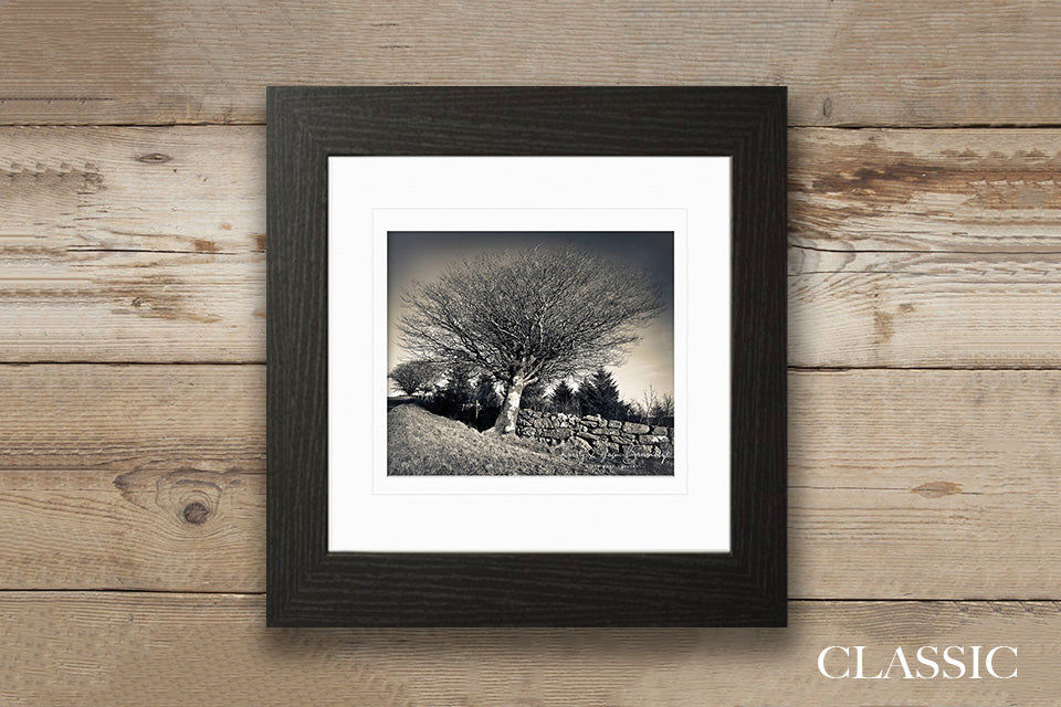 Thumbnail: The Kissing Tree