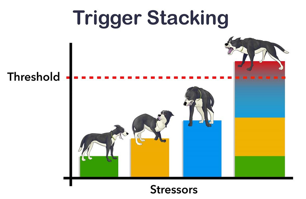 Canine Aggression Part 3 Health and Physiology