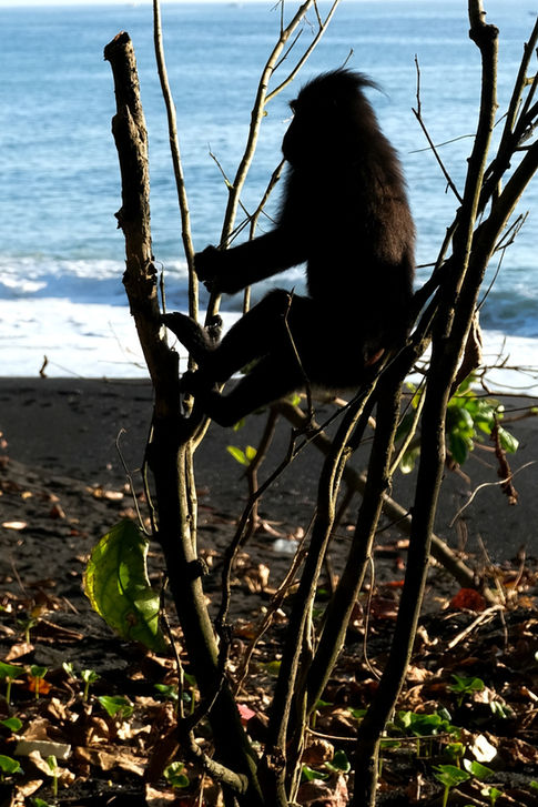 quoi faire à Tangkoko ?