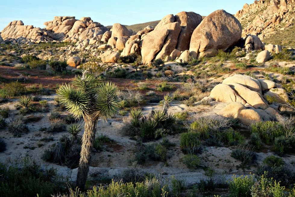 Randonnée au coeur du parc Joshua Tree