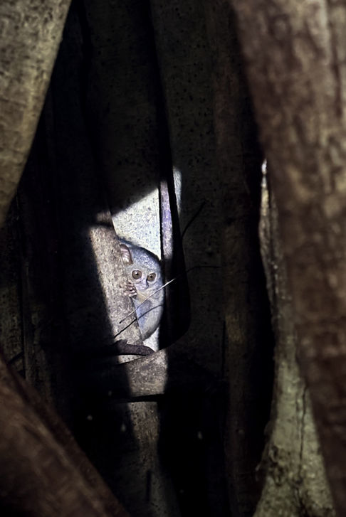 observer le tarsier à Sulawesi