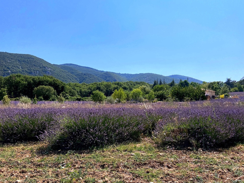 Champs de lavande en Provence