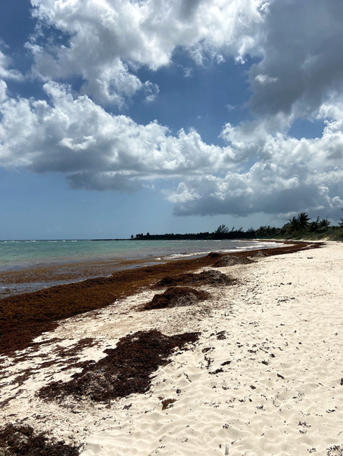 Sargasse sur la plage, à côté de Tulum