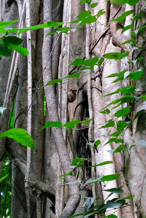 Voir le Tarsier à Sulawesi
