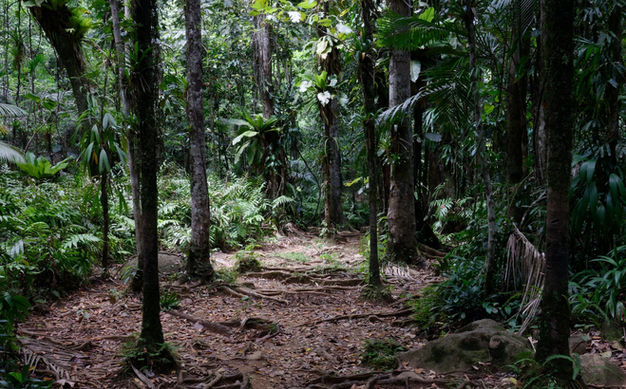 Visiter une venilleraie et une distillerie en Guadeloupe