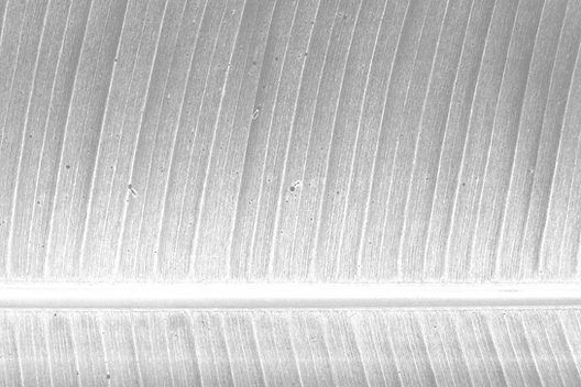 Banana Leaf