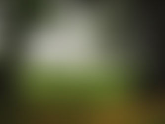 AMRI Advent Series No. 2, St Patrick's, Kiltegan - Walking the Path of the Willow