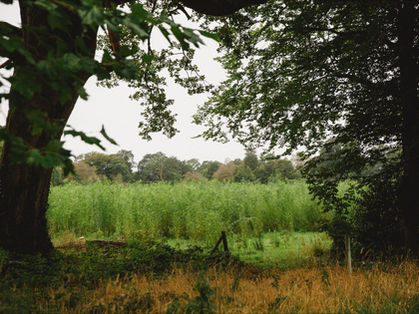 AMRI Advent Series No. 2, St Patrick's, Kiltegan - Walking the Path of the Willow