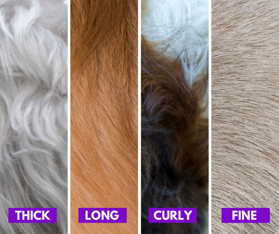 different coat types