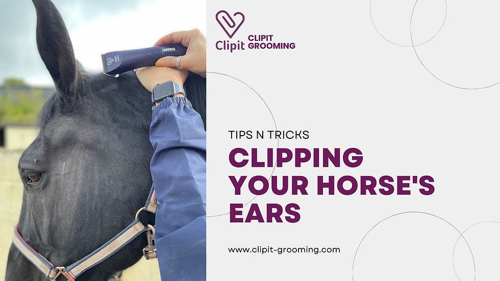 A horse standing calmly with a groom holding a set of clippers.