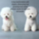 An image of a dog before and after grooming with clippers