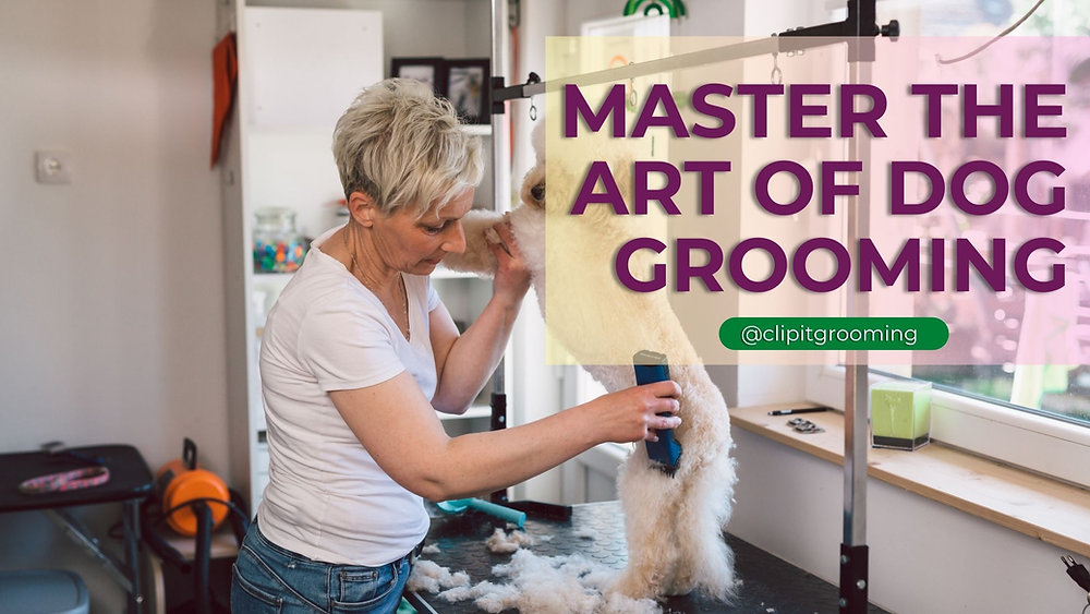 10 Steps to a Successful Dog Groomer A Comprehensive GuideClipit Grooming