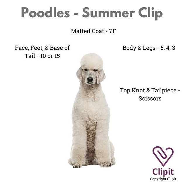 Poodle Summer Clip