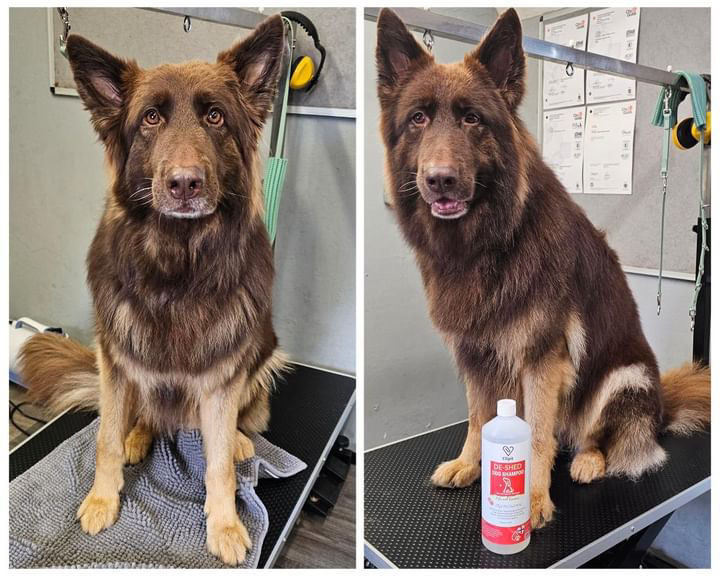 Before and after grooming: dog coat transformation after spring brushing and shampooing.