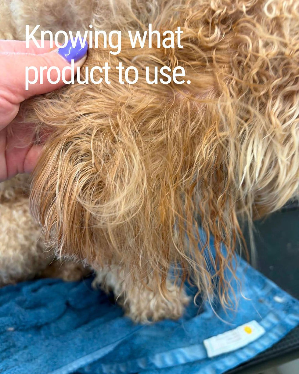 Coat Deshedding Made Easier