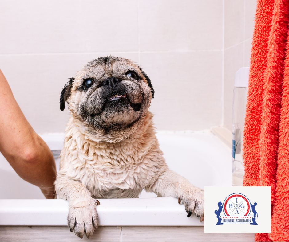 A brachycephalic dog, such as a French Bulldog, being carefully bathed in a UK grooming salon with gentle handling.