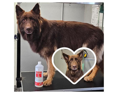 My Dog Shedding German Shepherd Shedding Coat German Shepherd Coat