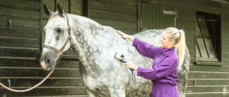 A grey horse with a woman wearing a purple suit, clipping the hair.