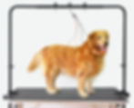 A dog on a grooming table