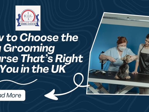 How to choose the right dog grooming course