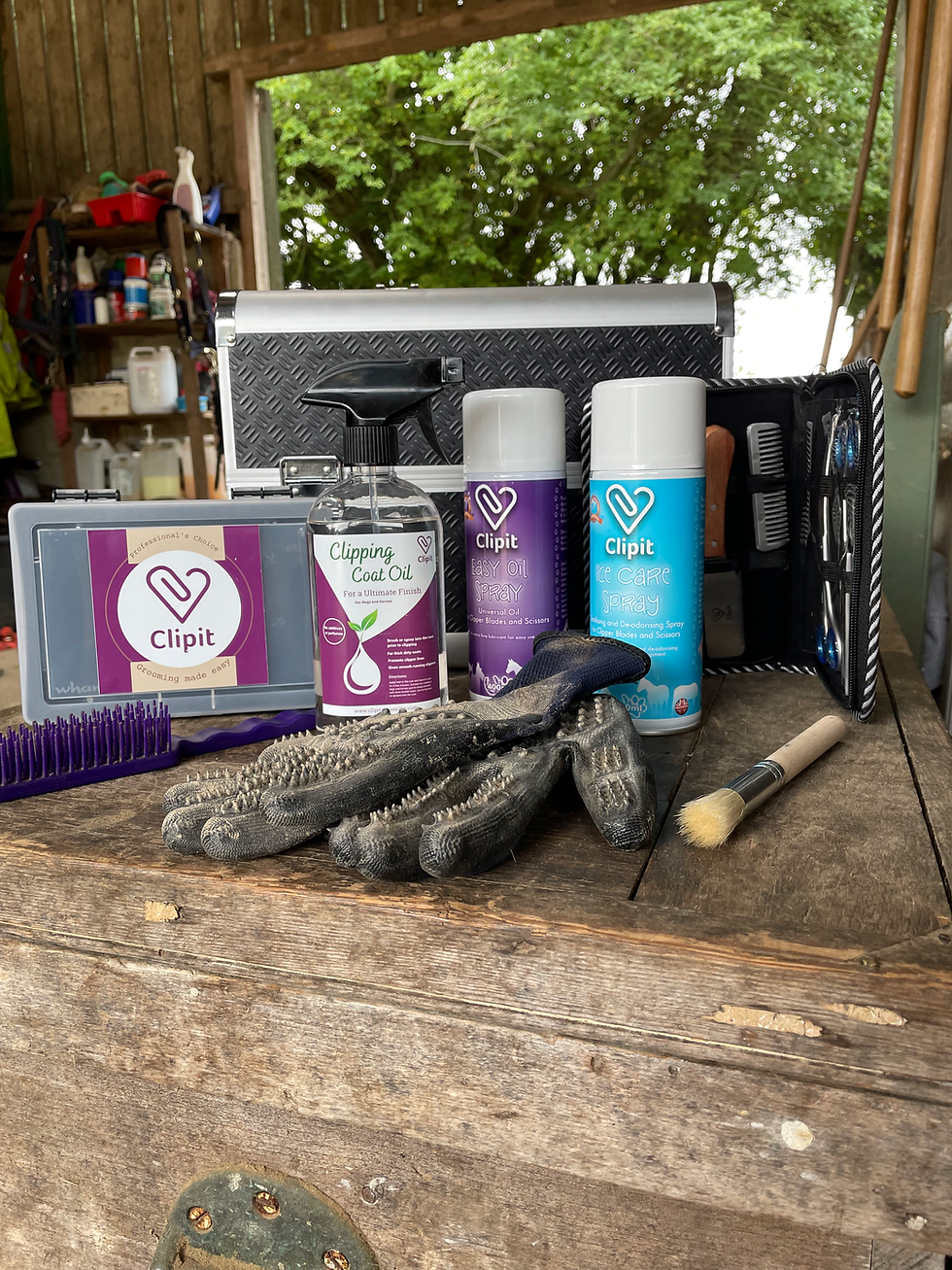 Horse with grooming kit laid out (clippers, scissors, oil).