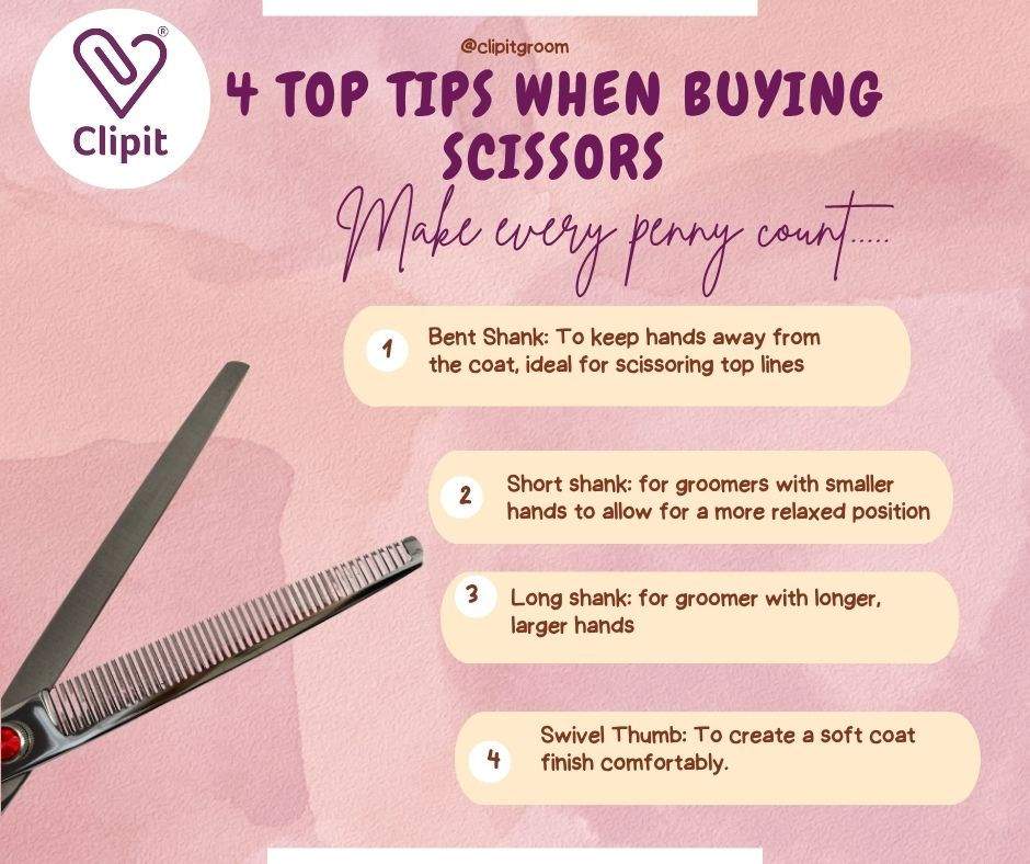 4 top tips when buying scissors on a pint back ground