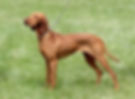 A visla dog standing in a field