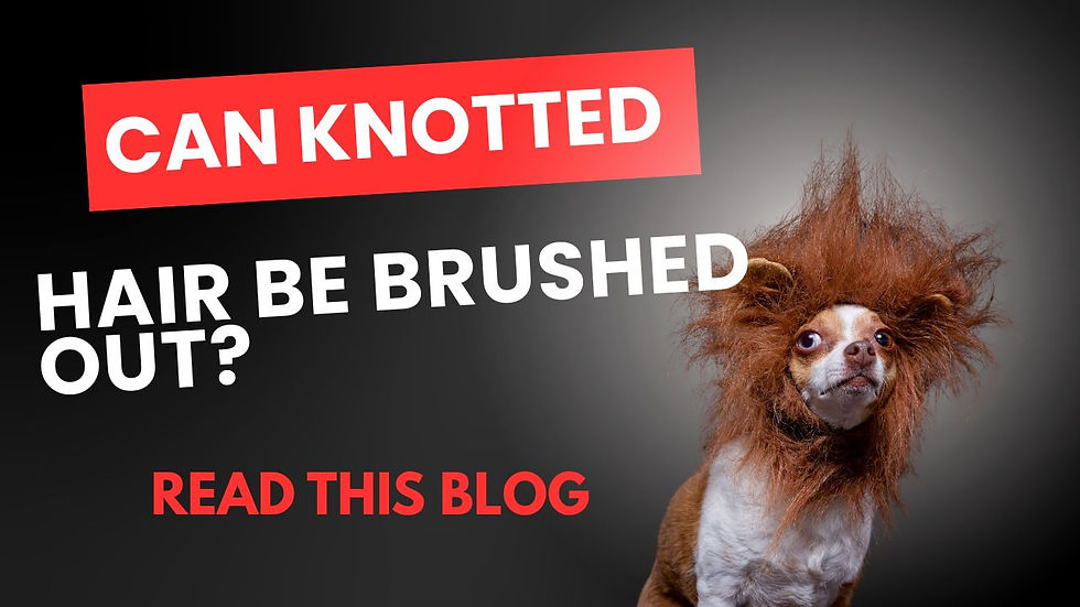 Can knotted dog hair be brushed out? Learn when brushing is safe, when clipping is kinder.