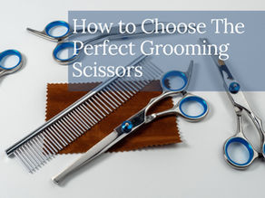 The Ultimate Guide to Choosing the Perfect Scissors for Dog Grooming