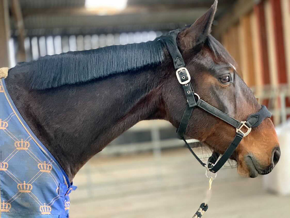 Thumbnail: Horse's Pulled Mane.