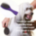 A white dog groomed with pin brush.