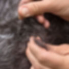 Hand stripping dogs coat.
