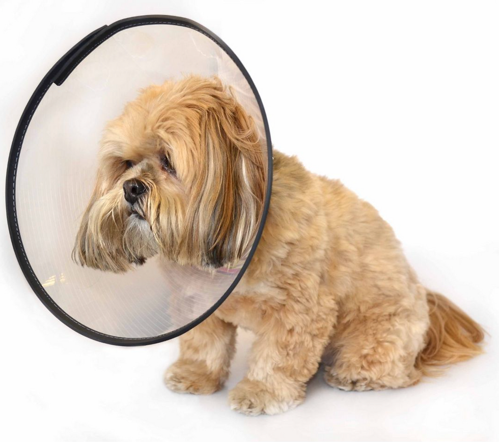 A dog with a comfy e-collar around its neck restricting everyday movement.