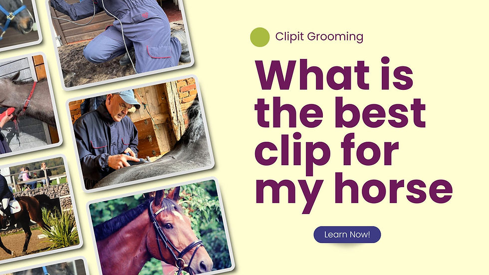a selection of horse pictures to include people clipping horses omn a yellow back ground
