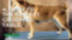 A dog stood on a grooming table