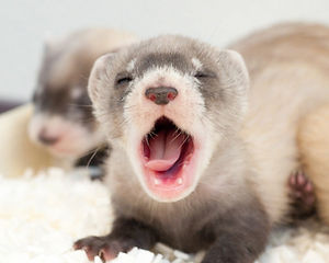 babyferret.jpeg