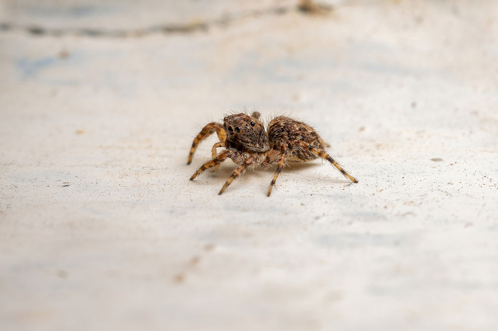 Types of Common Spiders in Oklahoma Emco Pest Control