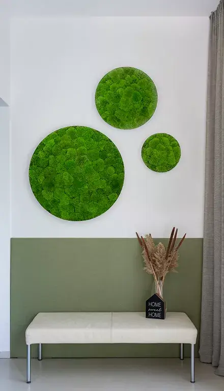 Miniaturbild: Moosbild: Kugelmoos-Ellipsoid 34cm